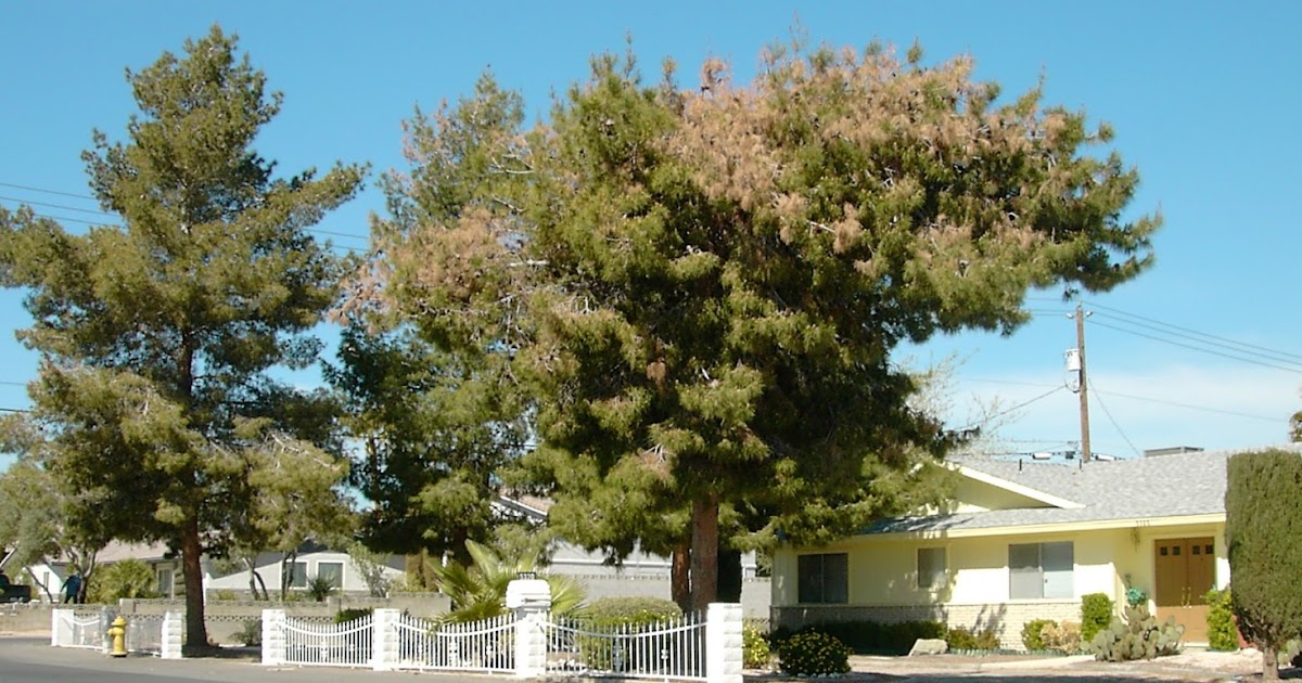 Xtremehorticulture of the Desert Should Pine Trees be Grown in the Desert?