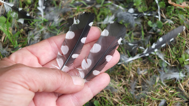 Greater spotted woodpecker feathers