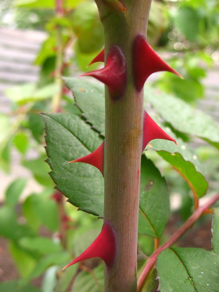 ROSES How to Grow Rose from Cutting, 4 Common Problems & Ultimate Care