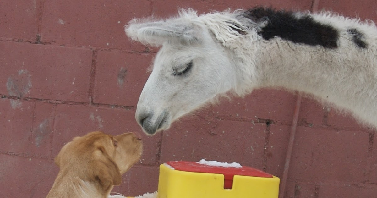 This Bitch Craves Attention Animal Welfare in Los Angeles covid19