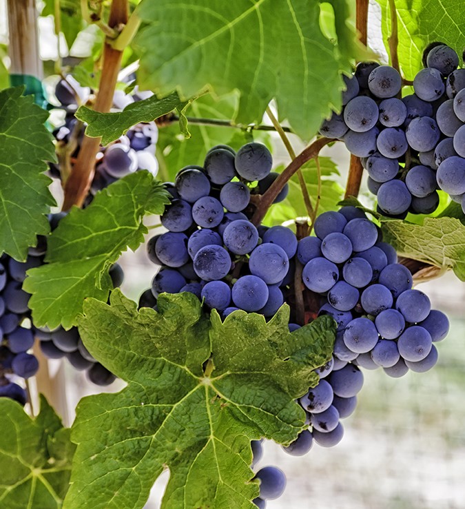 HISTORY OF BEVERAGE History of alcoholic beverages