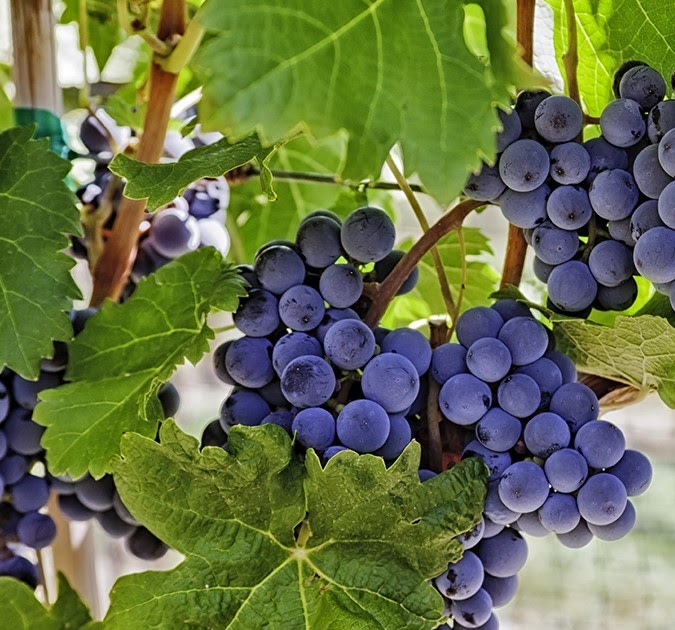 HISTORY OF BEVERAGE History of alcoholic beverages