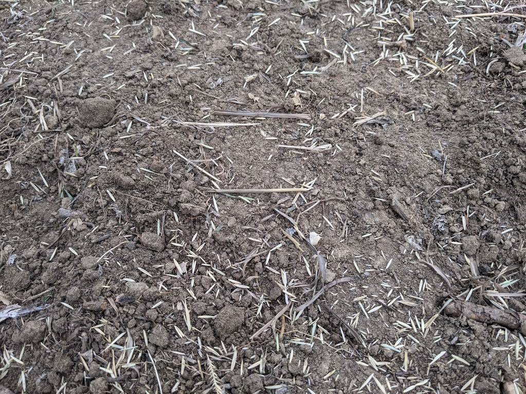 COHorts New Grass seed before a storm? Why not?