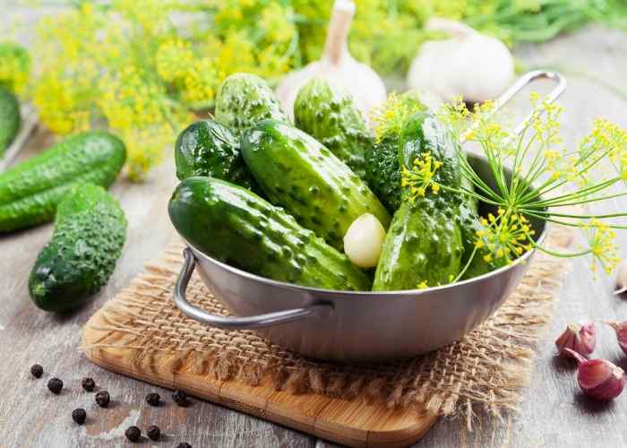 Old Fashioned Dill Pickle Recipe Plus Directions for Canning Koti Beth