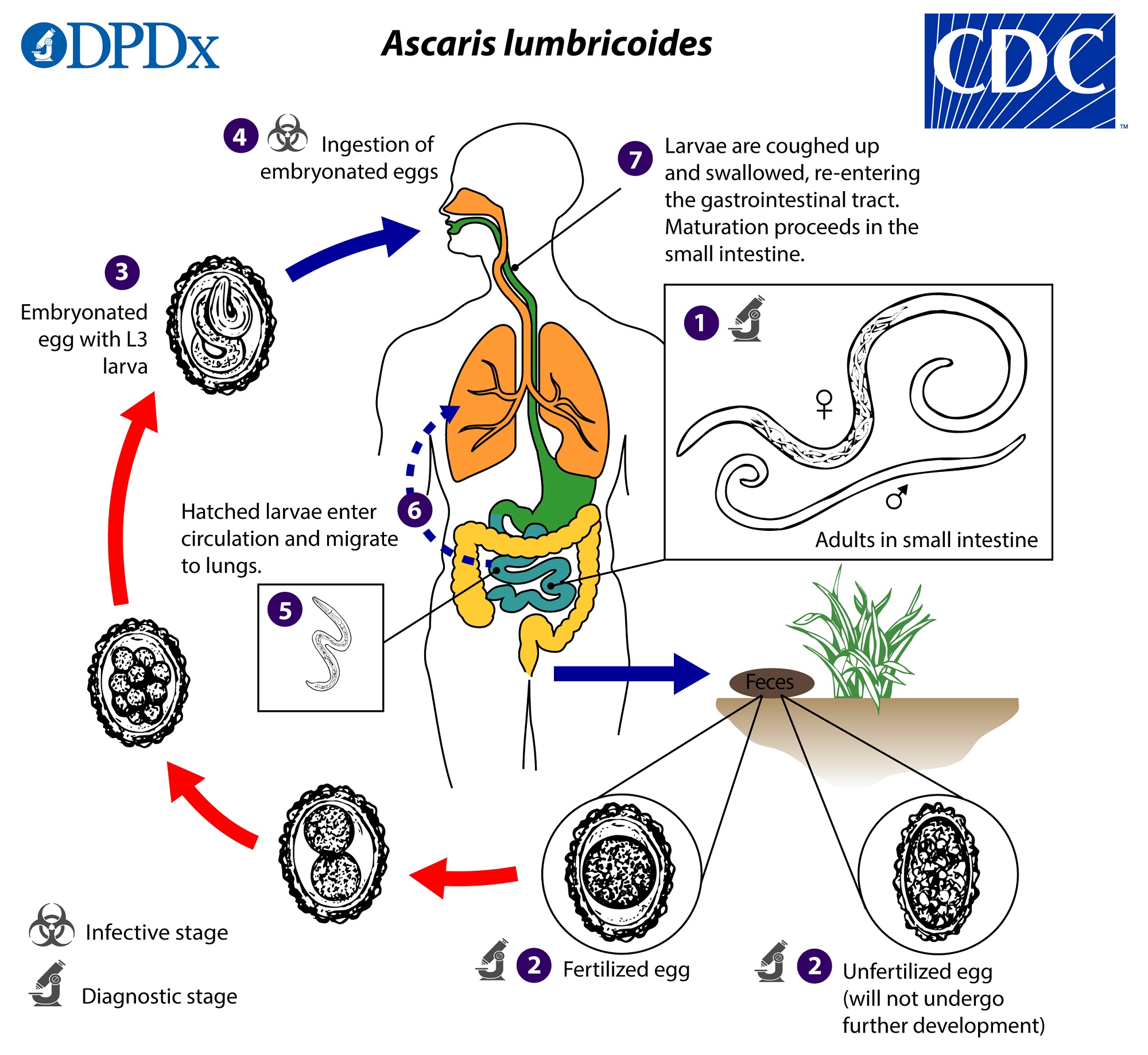 Aszcariasis geohelminthiasis. Ascaris életciklus és diagnosztikai jellemzők