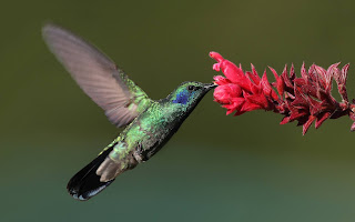 Yeşil menekşekulaklı sinek kuşu ve çiçek