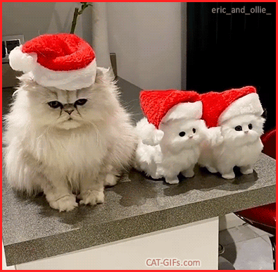 Christmas Cat GIF • BREAKING NEWS • Santa Cat has two cute babies 2 lovely mini Santa kitties Christmas Cat GIF • BREAKING NEWS • Santa Cat has two cute babies 2 lovely mini Santa kitties
