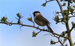 Marsh Tit