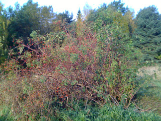 F%25C3%25B6rmiddagspromenad%2Bh%25C3%25B6st%2B%25286%2529 - Förmiddagspromenad i höstsolen