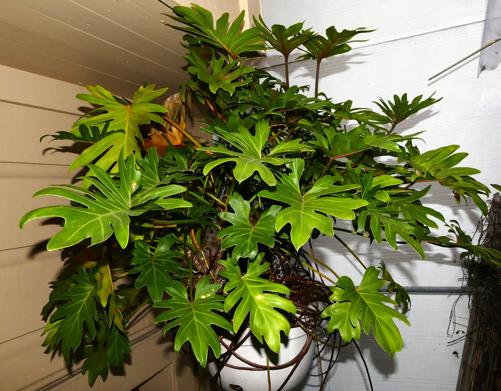 Philodendron xanadu plant Thaumatophyllum xanadu care Travaldo's blog