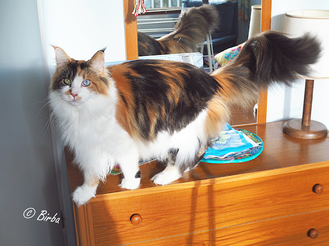 Maine Coon poes