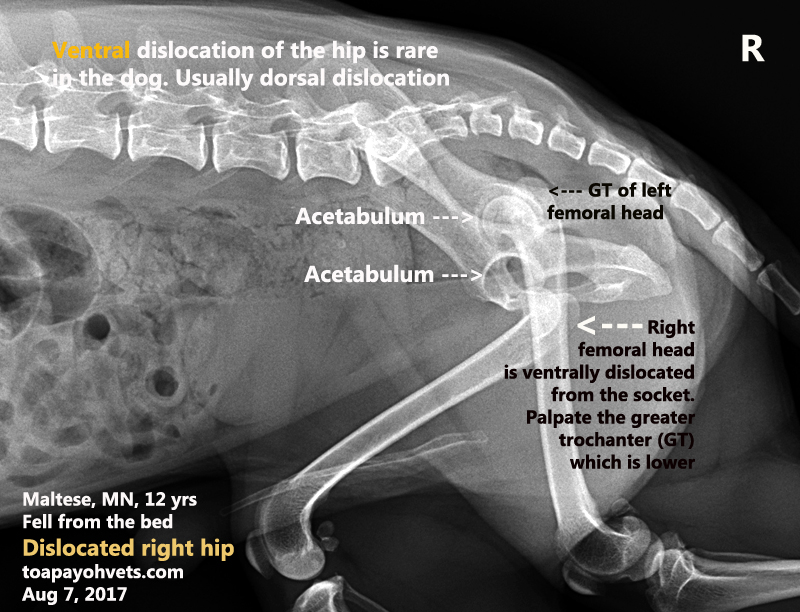 Veterinary, Photography and Travel Stories for vet students and pet