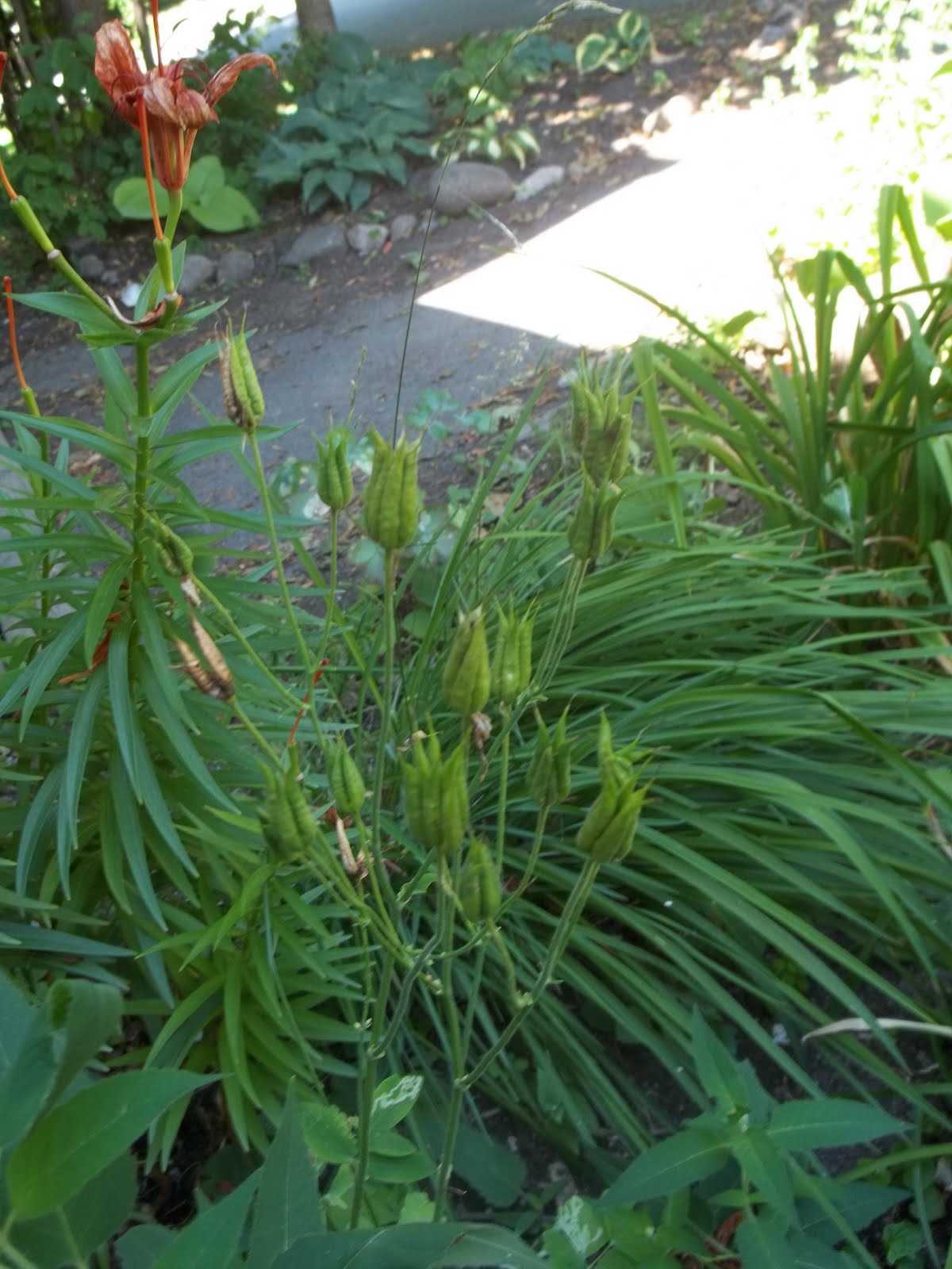 urbantomato Collecting Columbine Seeds