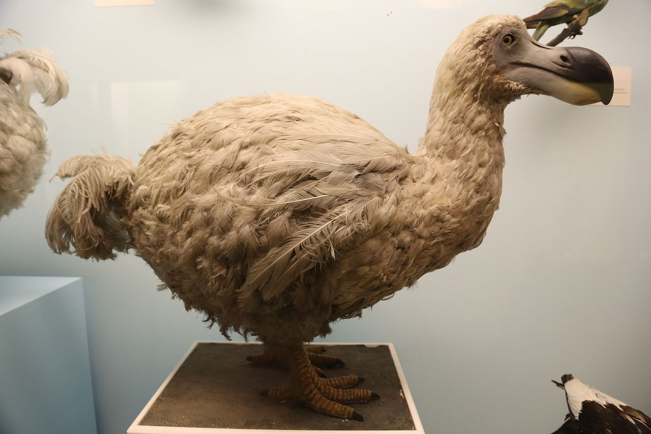 1280px-Dodo%252C_Natural_History_Museum%252C_London_2