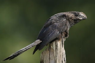 Smooth-billed Ani