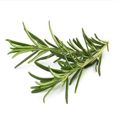 Plantas medicinais | Quais os seus Beneficios?
