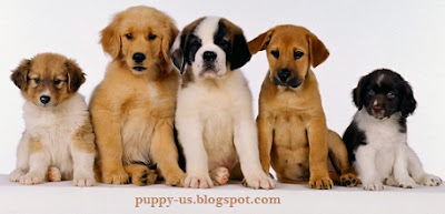 USA Puppy Pictures