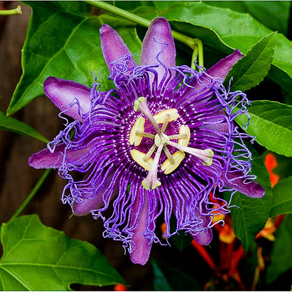 Let's Enjoy The Beauty: Passion Flower ( One of the world's most ...