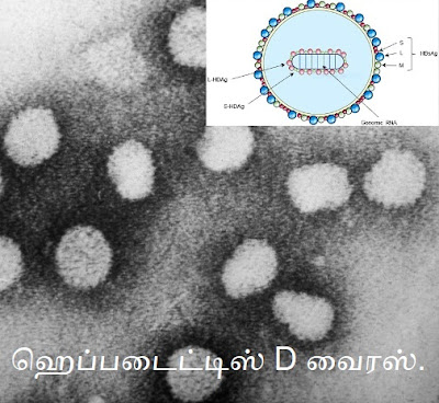Hepatitis D virus