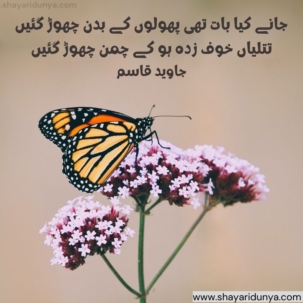 titli shayari in urdu Butterfly Shayari butterfly quotes titli