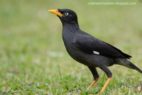 21 Makna Mimpi Tentang Burung Jalak Menurut Primbon Jawa Lengkap Makna Mimpi 21 Makna Mimpi Tentang Burung Jalak Menurut Primbon Jawa Lengkap Makna Mimpi