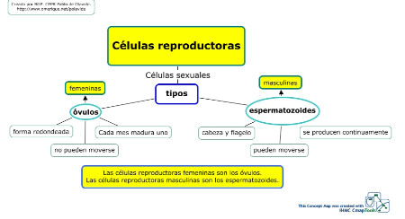 Mapa conceptual,células reproductoras masculina y femenina