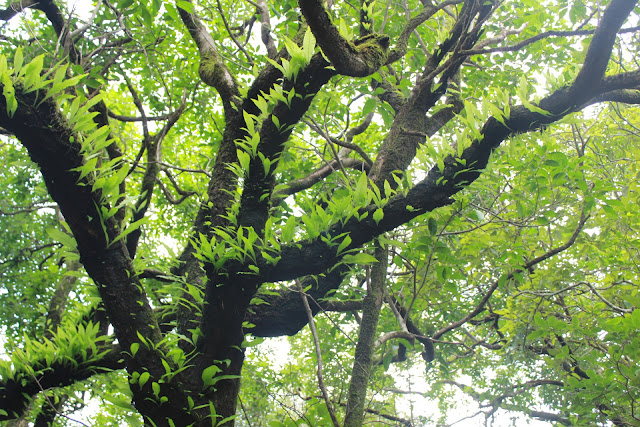 HARISHCHANDRAGAD