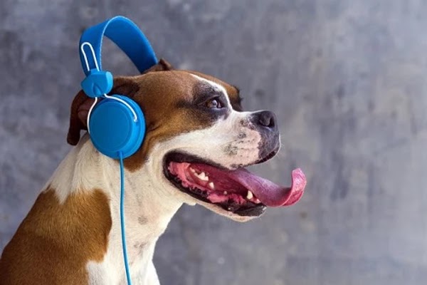 Σκύλος και μουσική