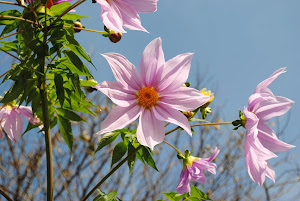 不動産　東京　賃貸 Blogの花（皇帝ダリア）