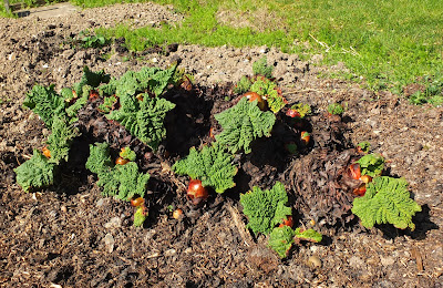 Rhubarb