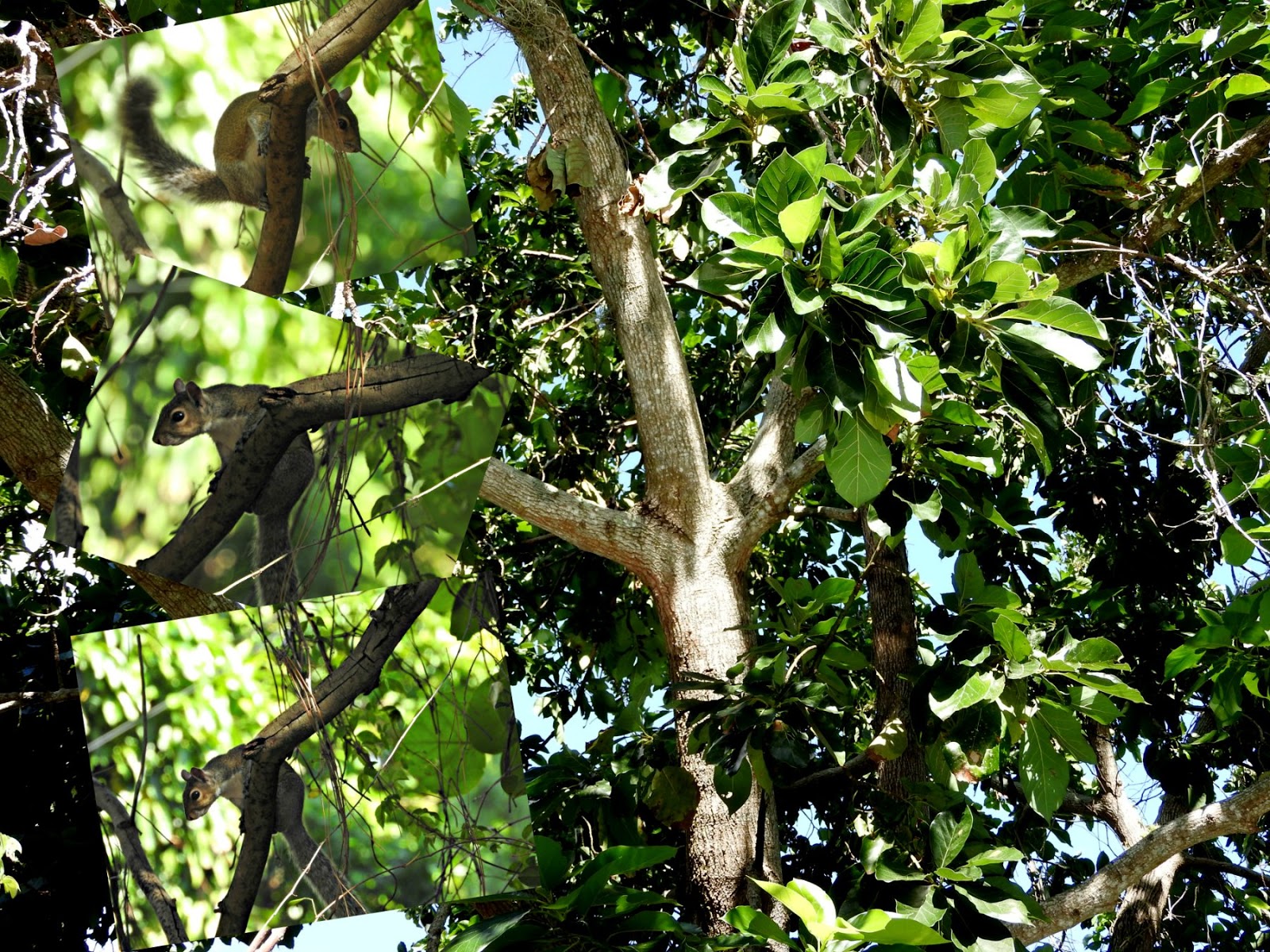 MadSnapper Tree Rats and Avocados