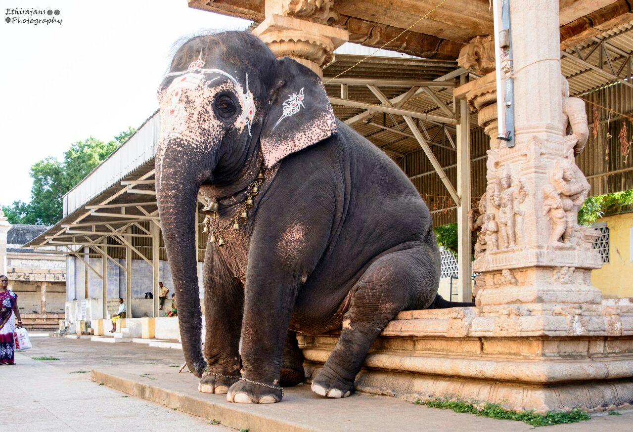 Very Rare sitting posture of an Elephant!!! │SHIRDI SAI PREACHINGS AND
