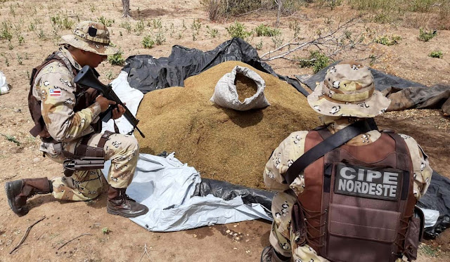 Cipe Nordeste erradica 300 quilos de maconha em Monte Santo