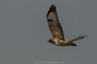 Naturfotografie Tierfotografie Lippeauen Mäusebussard