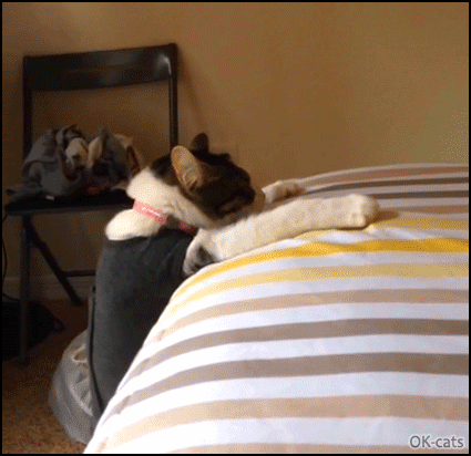 Funny Cat GIF • Epic hilarious fail! Dressed up Cat falls at climbing onto bed Funny Cat GIF • Epic hilarious fail! Dressed up Cat falls at climbing onto bed