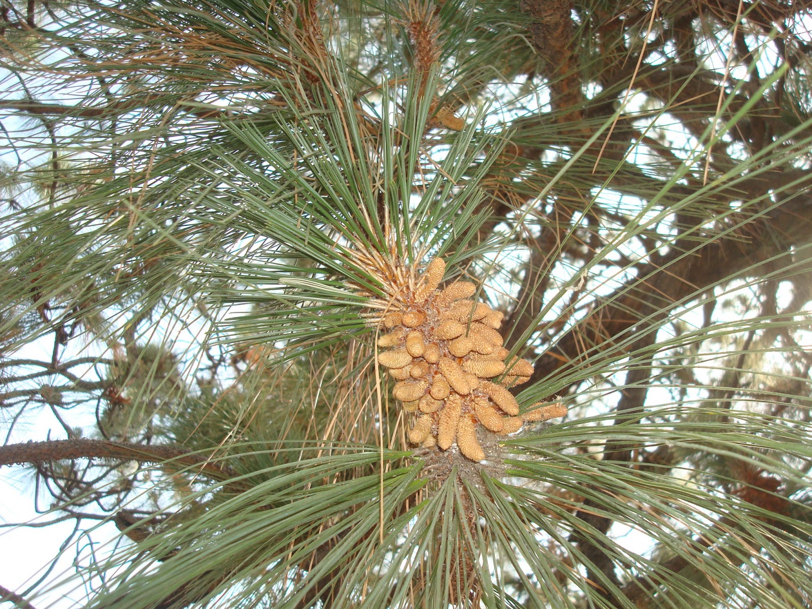 sancarlosfortin fruto del pino negral