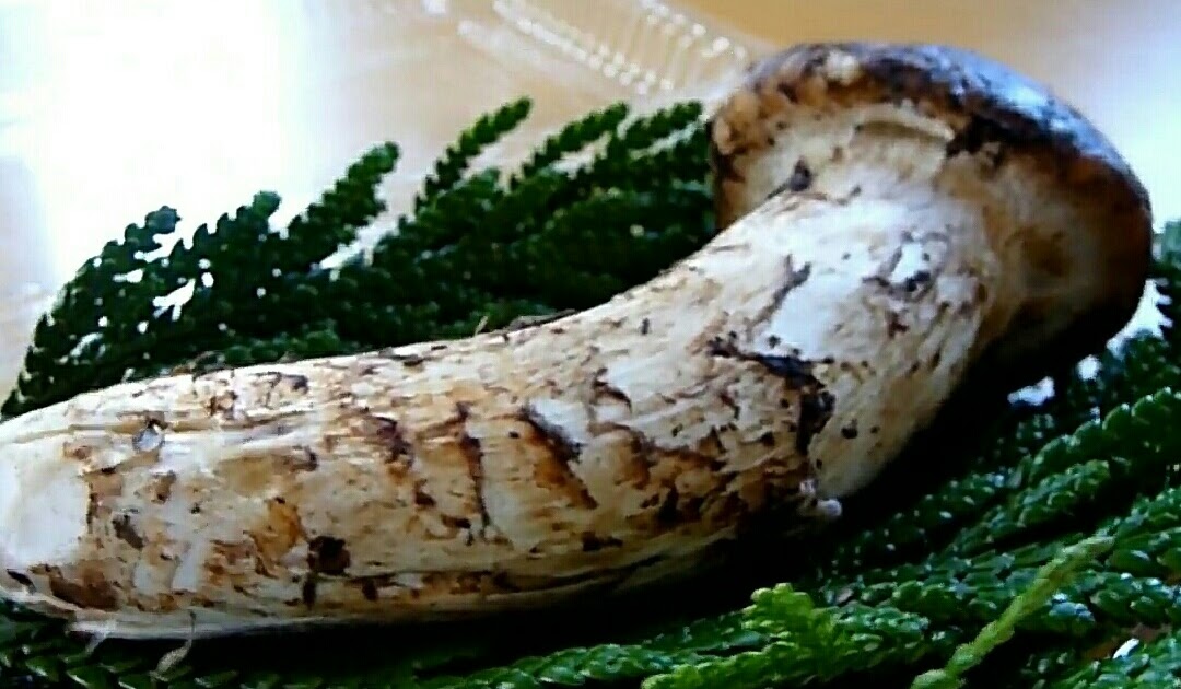 Matsutake Mushrooms Expensive food item