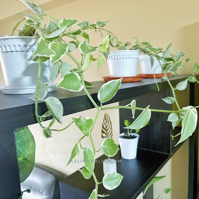 SAMBUT HARI MERDEKA KE 64 TAHUN DI NURSERI BELI POKOK GANTUNG INDOOR PEPEROMIA SCANDENS CUPID SAMBUT HARI MERDEKA KE 64 TAHUN DI NURSERI BELI POKOK GANTUNG INDOOR PEPEROMIA SCANDENS CUPID