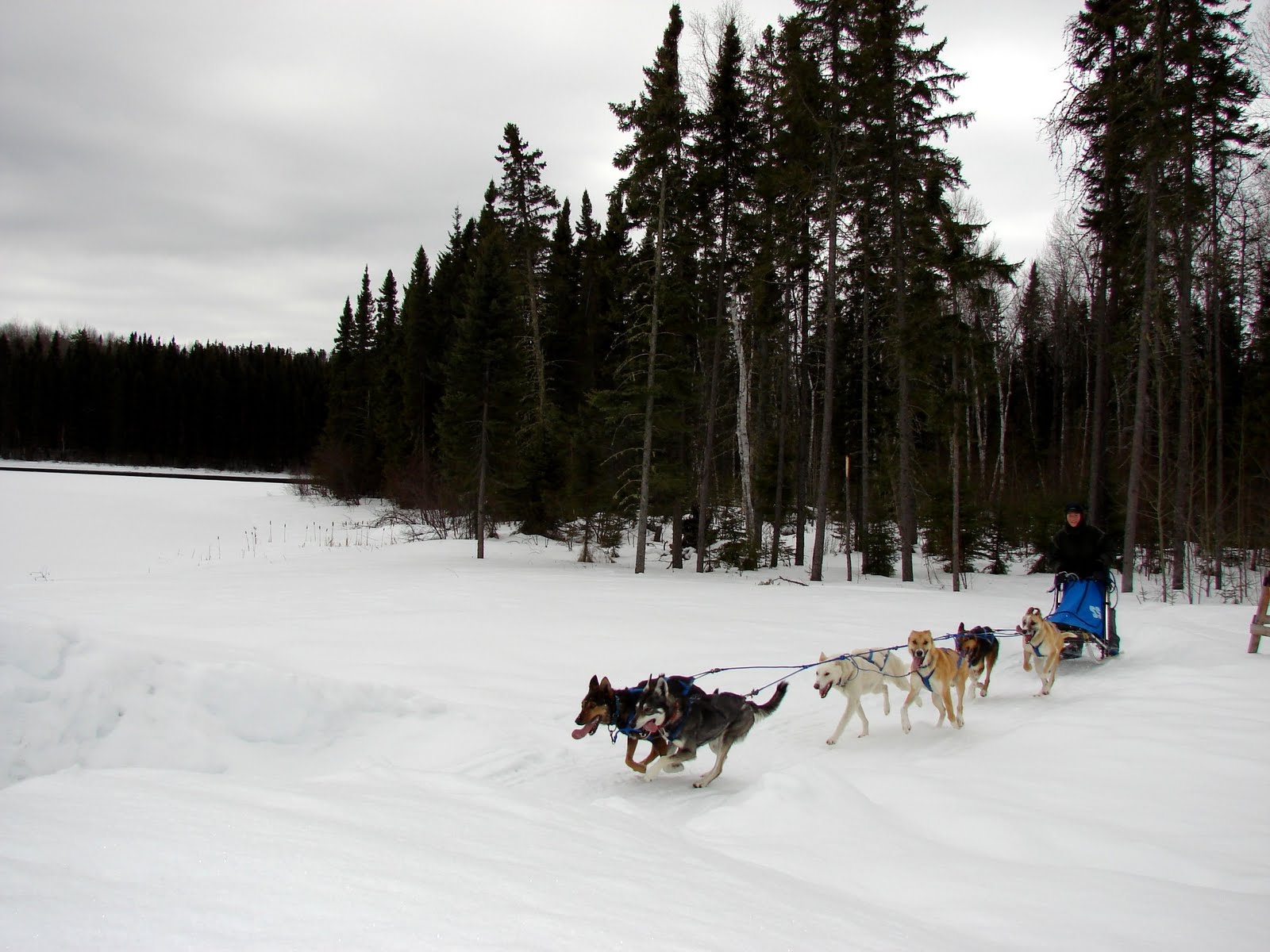 Live the Adventure Our First Dog Sled Race