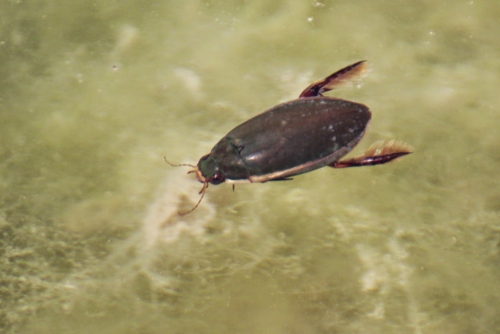 Andere Waterdieren Tuimelaar