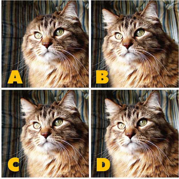 ADGATE Quiz Diva Kitty Difference (ANSWERS) Swagbucks Help