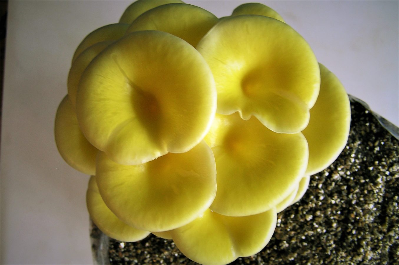Buy Oyster Mushroom Spawn online India Organic mushrooms Biobritte