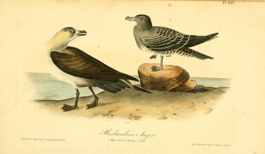 птицы америки 7 букв. мехмет коземен динозавры. джон джеймс одубон john james audubon птицы америки. животное безкрылаяй бухалка. птицы америки 7 букв.