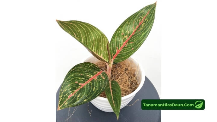 Perawatan Aglaonema Legacy Perawatan-Aglaonema-Legacy