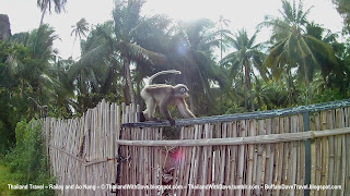 Monkey in Railay