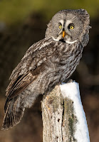 Great Grey Owl – Canada – Mar. 2014 – photo by Peter K. Burian