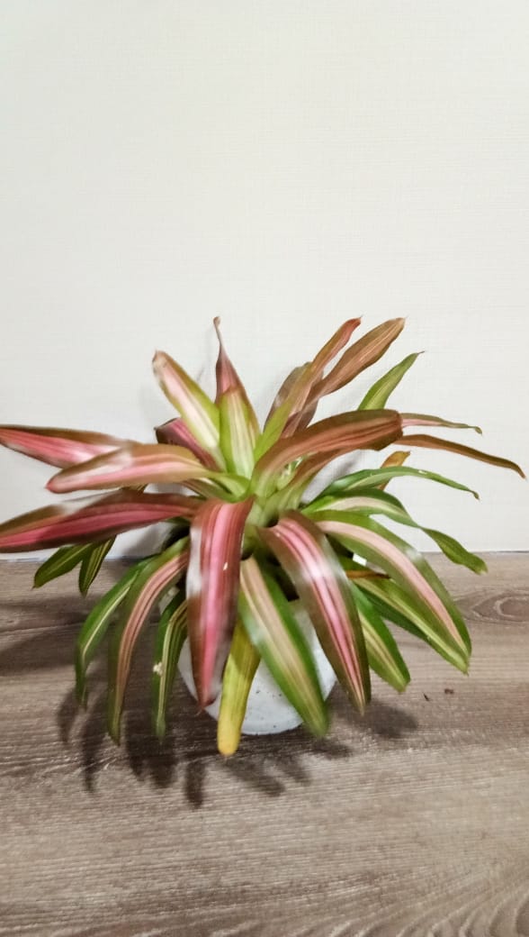 Bromelia