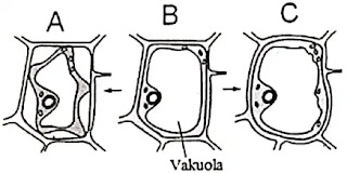 Soal Dan Pembahasan Un Biologi Sma Tahun 2019 31 35 Epanrita Com