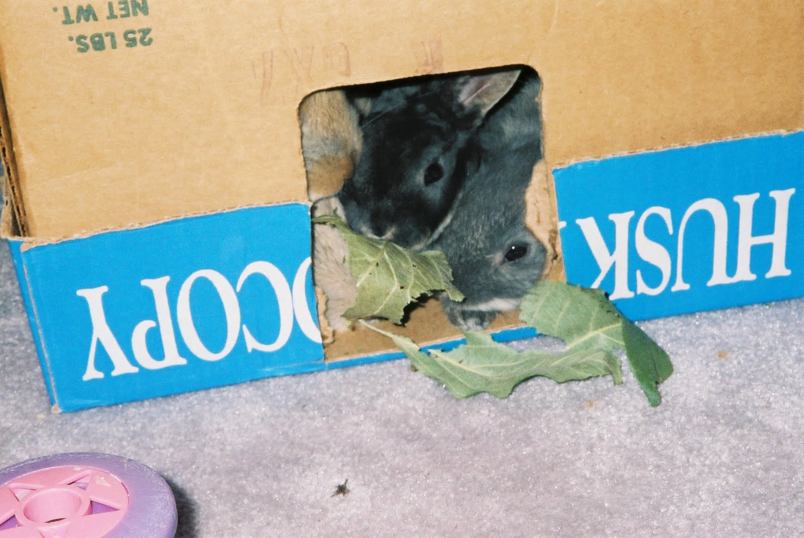 Rabbits In My Basement So, What's This About Rabbits in My Basement?