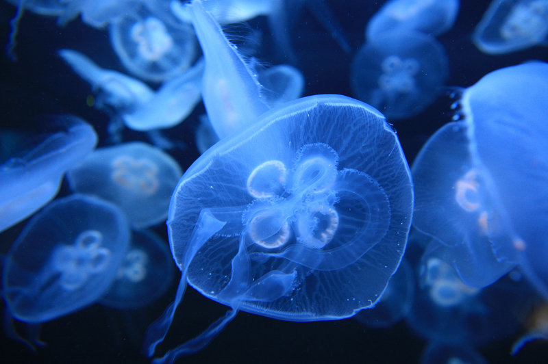Moon Jellyfish facts, habitat, size and sting of Saucer jellyfish